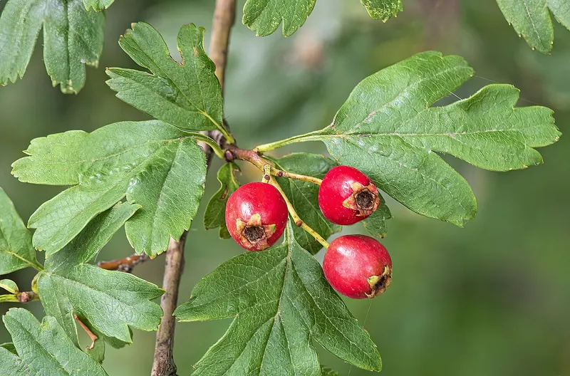 Hawthorn extract (Crataegus)